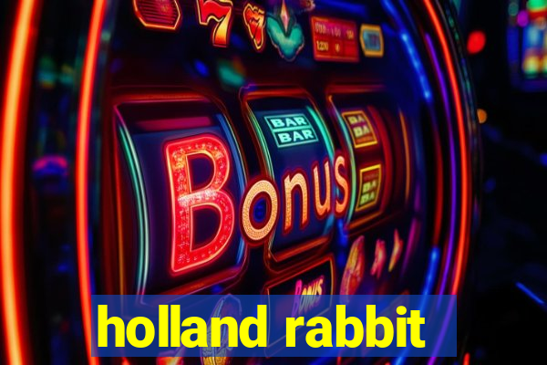 holland rabbit