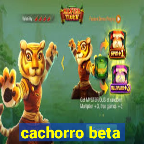 cachorro beta