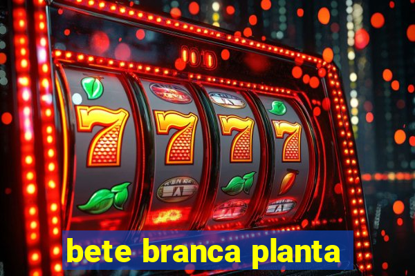 bete branca planta