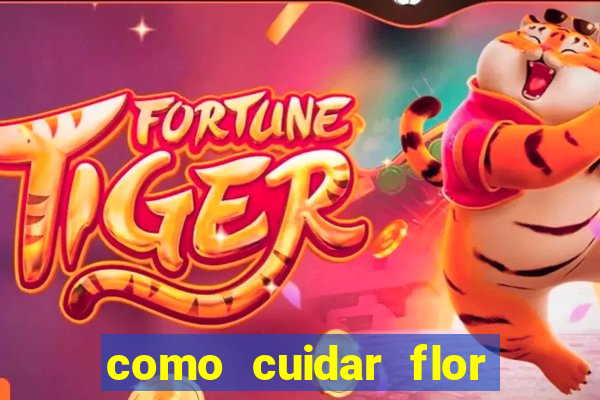 como cuidar flor da fortuna