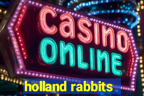 holland rabbits