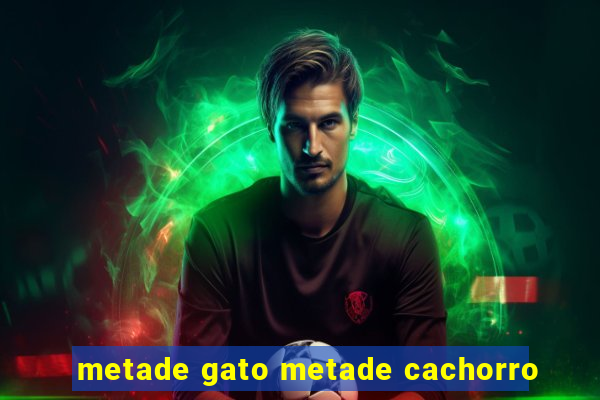 metade gato metade cachorro