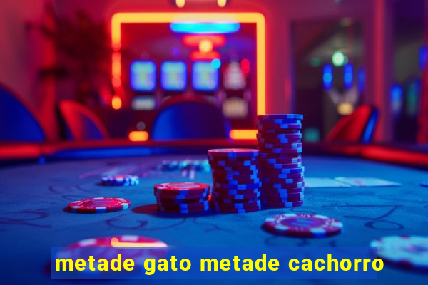 metade gato metade cachorro