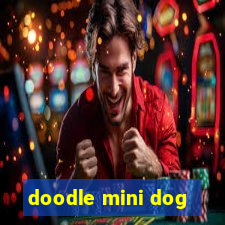 doodle mini dog