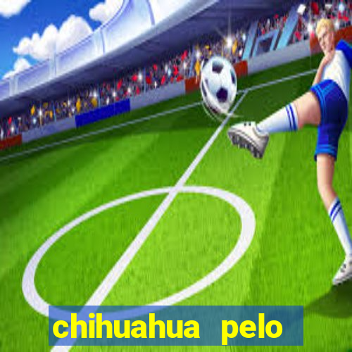 chihuahua pelo longo preço