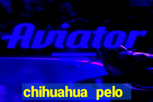 chihuahua pelo longo preço