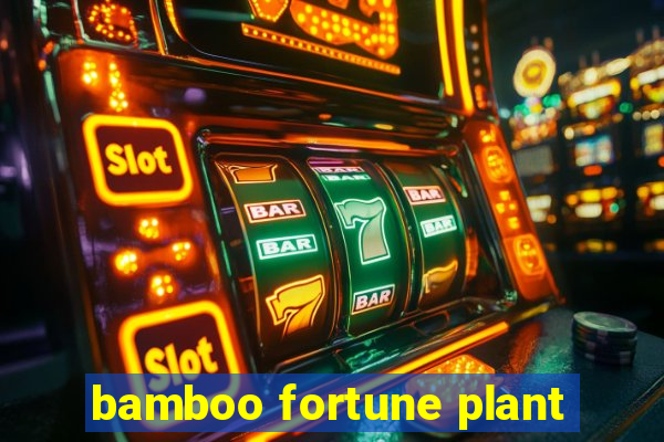 bamboo fortune plant