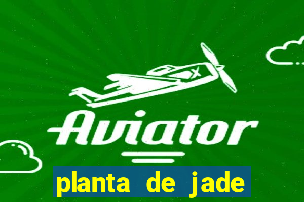 planta de jade significado espiritual