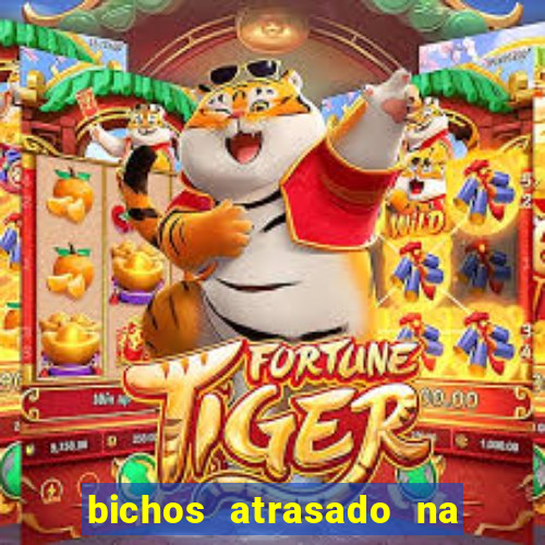 bichos atrasado na loteria dos sonhos