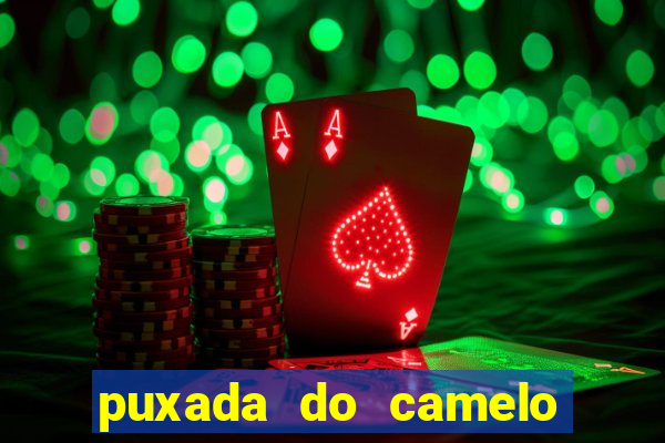 puxada do camelo jogo do bicho