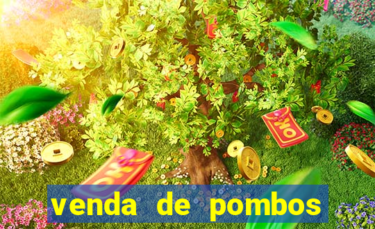 venda de pombos correios olx