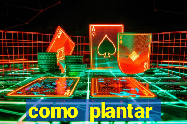 como plantar gergelim no vaso