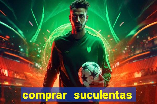 comprar suculentas direto do produtor