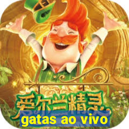 gatas ao vivo