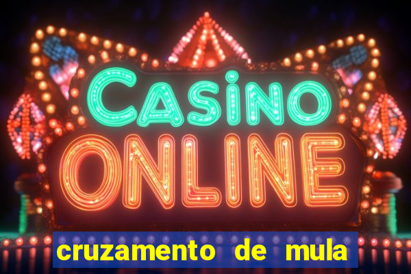 cruzamento de mula com cavalo