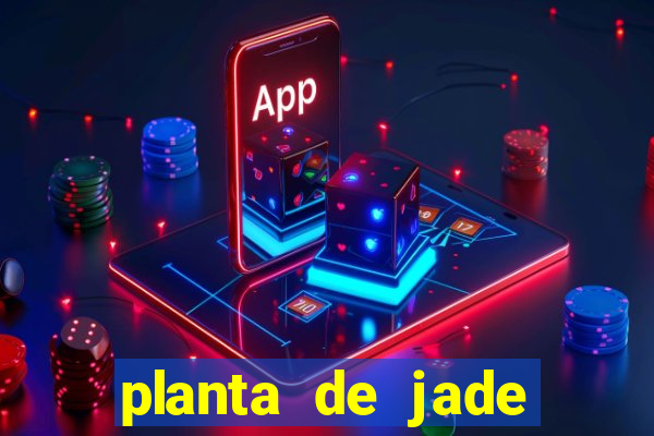 planta de jade significado espiritual