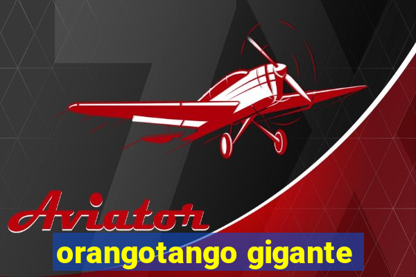 orangotango gigante